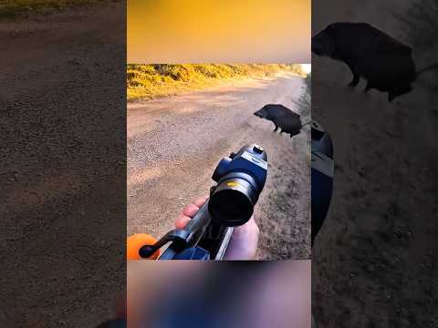 Видео: 🐗 Охота на кабана – Вау! Потрясающие охотники в действии!#hunting#boarhunting#wildhunting #challenge