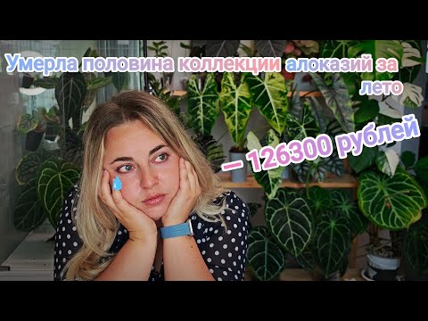 Видео: БАКТЕРИАЛЬНАЯ ИНФЕКЦИЯ(стволовая гниль) УНИЧТОЖИЛА МОИ АЛОКАЗИИ😱😭 Рассказываю и показываю детально😔