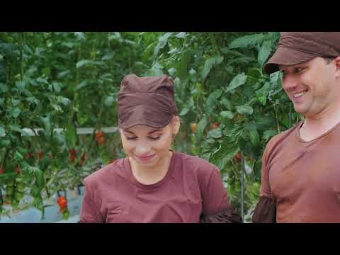 Видео: Правила поведения на тепличном комплексе "Агро-Инвест"