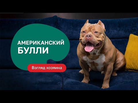 Видео: Американский булли — все о породе, плюсы и минусы — шоу «Ожидание/реальность»