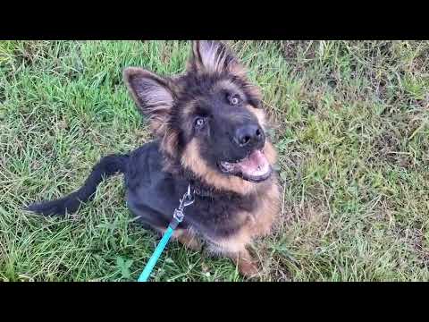Видео: Генри Чойс щенок немецкой овчарки 🐕‍🦺🐾 Прогулка 01.09.2025 ✨🌞