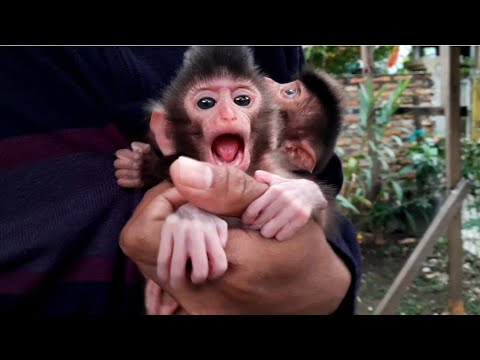 Видео: УЧИМСЯ У ДЕТЕНЫШЕЙ ОБЕЗЬЯНКИ СТАТЬ ХОРОШИМ ЧЕЛОВЕКОМ