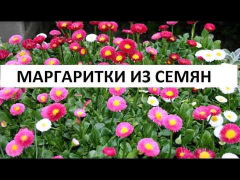 Видео: Маргаритки из семян.