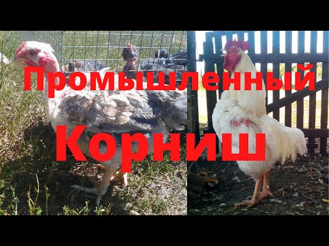 Видео: Какую породу кур держать на мясо Промышленный корниш Самая тяжелая порода кур Мясная порода кур
