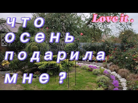 Видео: 8  октября - цветущий  розовый  сад  !