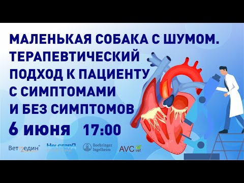 Видео: Маленькая собака с шумом. Терапевтический подход к пациенту с симптомами и без (А.Г.Комолов)