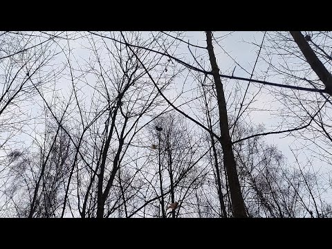 Видео: Охота на куницу с лайкой . По старым следам .