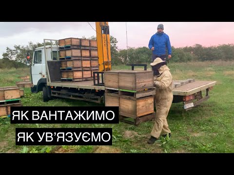 Видео: Завантажуємо вулики з бджолами