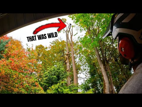 Видео: Дерево треснуло пополам, а я все еще был в нем!