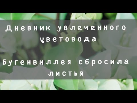 Видео: Бугенвиллея сбросила листья. Листопадная бугенвиллея. Первая помощь растению