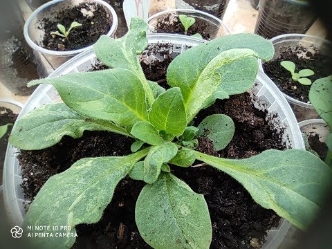 Видео: ВИРУС НА ПЕТУНИИ!!!СПАСАЮ РАССАДУ.2020