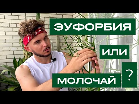 Видео: ПОПОЛНЕНИЕ КОЛЛЕКЦИИ, ЭУФОРБИЯ ТИРУКАЛЛИ