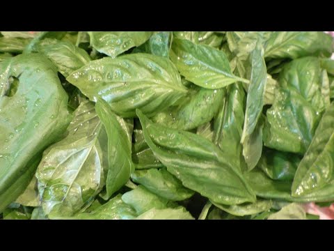 Видео: Как сохранить аромат БАЗИЛИКА на ЗИМУ ! Делюсь с Вами классной ЗАПРАВКОЙ !