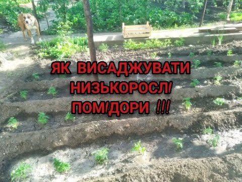 Видео: ПОМІДОРИ НИЗЬКОРОСЛІ ВИСАДЖУЮ ТІЛЬКИ ТАК/ПЛОДОНОСЯТЬ ДО МОРОЗІВ!!!