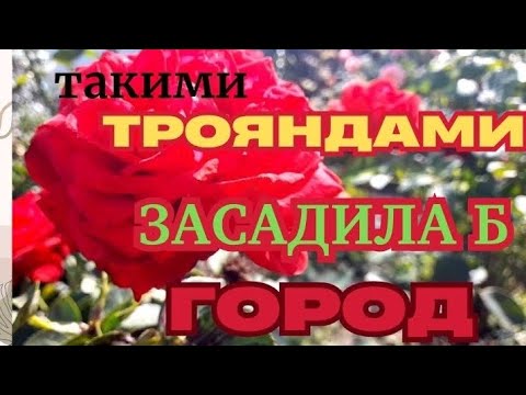 Видео: ТРОЯНДИ, ЯКІ ВИТРИМУЮТЬ СПЕКУ І ДОЩ🌹🌹🌹