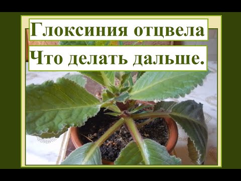Видео: Глоксиния отцвела, что делать дальше.