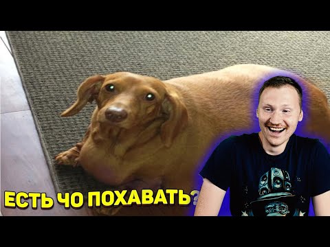 Видео: ЗАСМЕЯЛСЯ - ПОДПИСАЛСЯ!! ЛУЧШИЕ ПРИКОЛЫ 2020 ТЕСТ НА ПСИХИКУ УГАР - РЕАКЦИЯ на Союз смеха