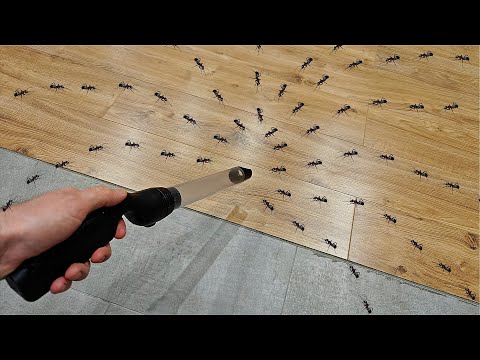 Видео: Муравьи сломали формикарий и разбежались! Ловлю их пылесосом!