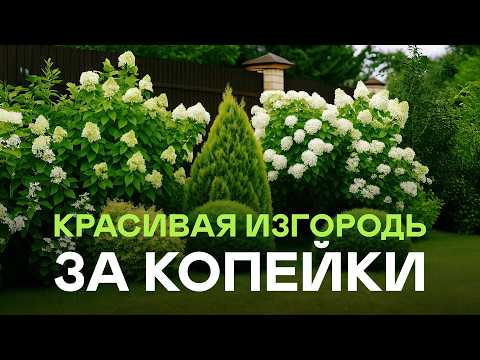 Видео: Самые Эффектные (и недорогие!) Кустарники для Живой Изгороди