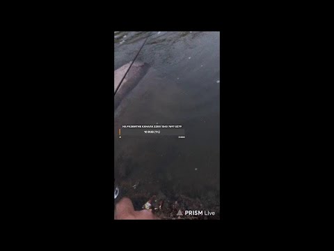 Видео: Рыбалка на живца Москва река, общение