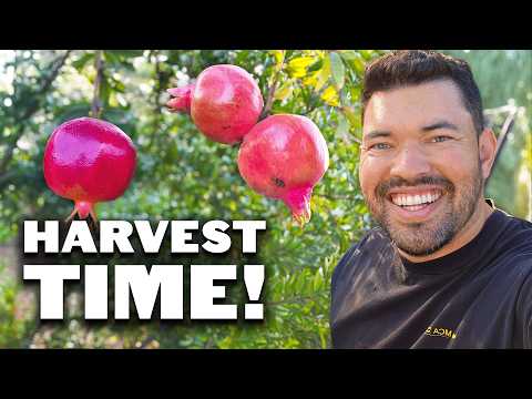 Видео: Я ждал этого целый год...