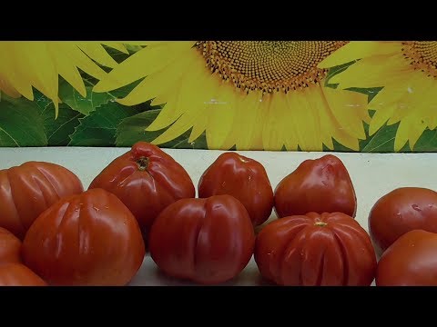 Видео: ТОМАТ ПУЗАТА ХАТА. ОБЗОР, ДЕГУСТАЦИЯ. Ольга Чернова.