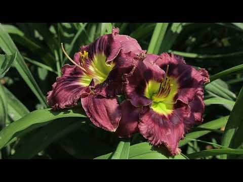 Видео: Лилейники! Сбор коробочек 2017 год