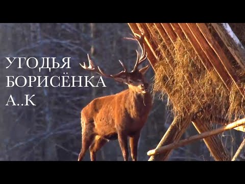 Видео: Угодья Борисёнка А.К • засыпаем солончак