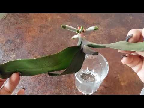 Видео: посадка ОРХИДЕЙ ..после реанимации.в керамзит.26.03.2020.