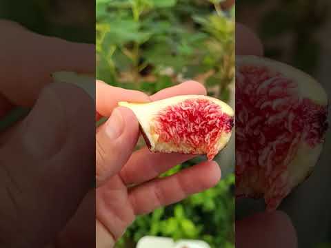 Видео: Инжир.BNR и другие.