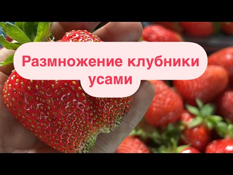 Видео: Как правильно размножить клубнику усами для здорового и хорошего урожая