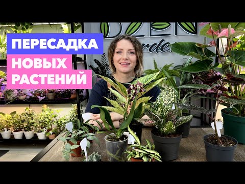 Видео: Пересадка комнатных растений и цветов » Май 2024