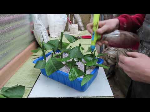 Видео: Черенкование лимона. В перлите зимой.