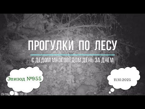 Видео: Прогулки по лесу. День за днем с дедом Многоведом. 11 октября 2025г. Эпизод 955.