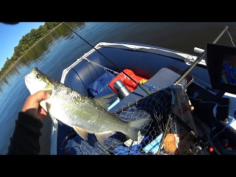 Видео: Троллинг на Каме. Ловля жереха.