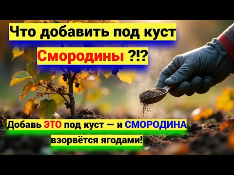 Видео: Черная смородина: осенняя подкормка, чтобы ягоды были как черешня!