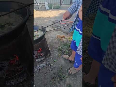 Видео: Жизнь пенсионеров с Южной Кореи.