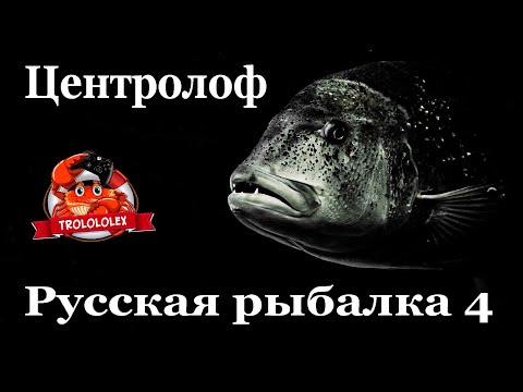 Видео: Русская рыбалка 4 Норвежское море редкий трофей  Центролоф черный