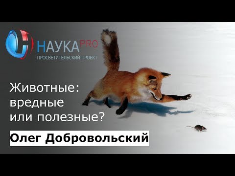 Видео: Животные: вредные или полезные? | Лекции по зоологии – зоолог Олег Добровольский | Научпоп