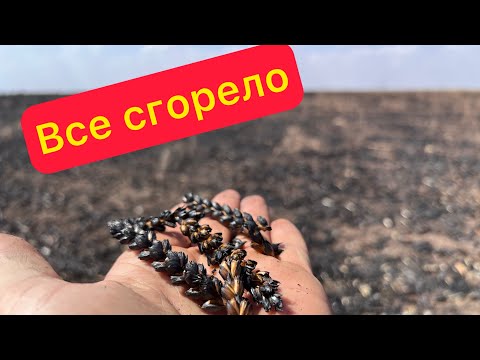 Видео: Сгорело поле