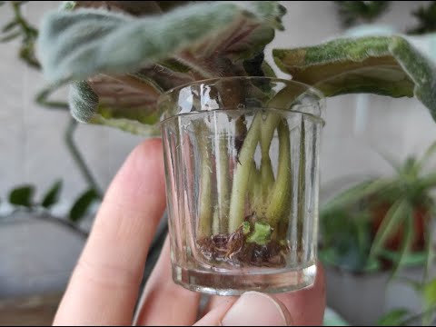 Видео: КАК ВЫРАСТИТЬ ФИАЛКУ С ЛИСТИКА