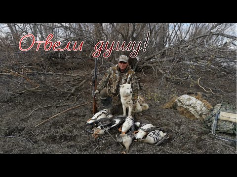 Видео: Охота на гусей. Часть 4  Камчатка