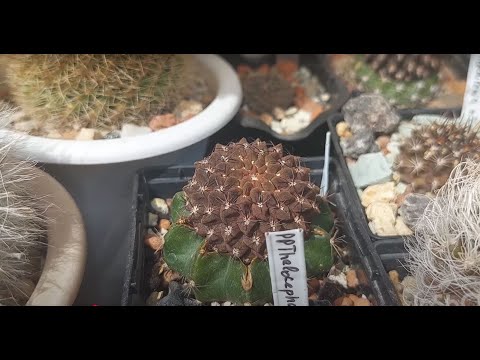 Видео: Все о прививках кактусов🤕🌵Как?Зачем?