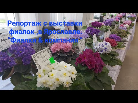 Видео: Репортаж с выставки фиалок ,в Ярославле ( май 2024г)