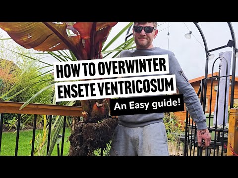 Видео: Как перезимовать ensete ventricosum 'maurelii — простое руководство!