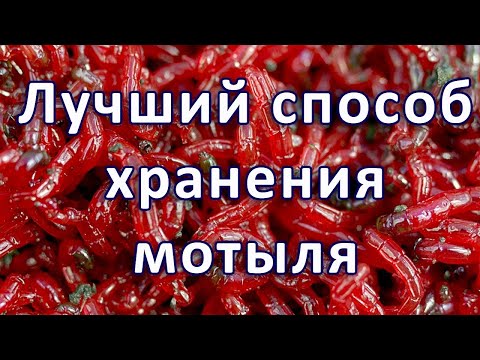 Видео: Как Хранить МОТЫЛЬ несколько МЕСЯЦЕВ.  Длительное хранение в домашних условиях.