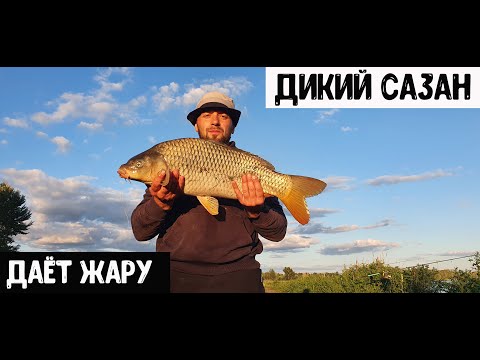 Видео: Карпфишинг на дикаре (Иртыш 2021)