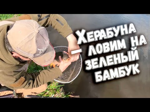 Видео: Херабуна – ловим на зеленый бамбук