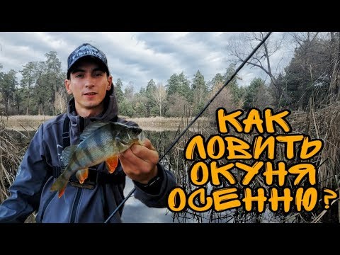 Видео: Как поймать окуня поздней осенью? Секреты и советы начинающим!
