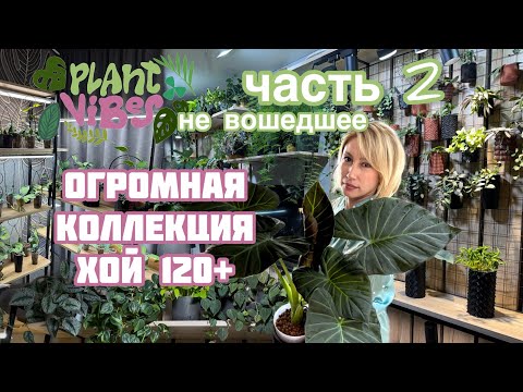 Видео: Обзор растений | коллекция алоказий | крупнолистные хойи | растения в интерьере